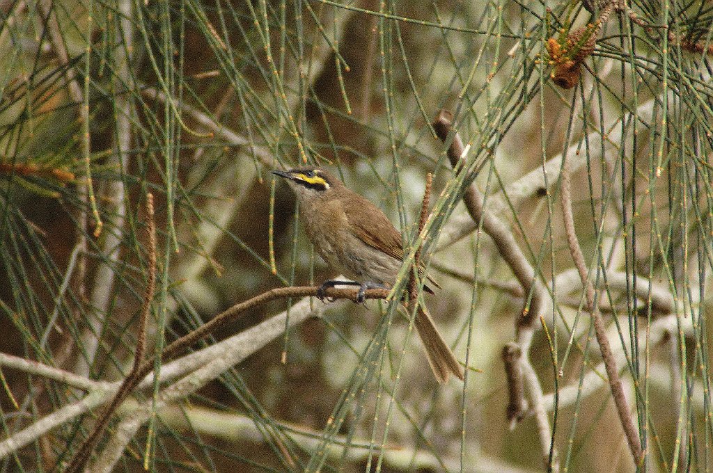 Honeyeater, Yellow-faced, 2008-02029449b Myall Lakes National Park, NSW, AU.jpg - Yellow-faced Honeyeater. Campground on Kataway Bay. Myall Lakes National Park, NSW, AU, 2-3-2008